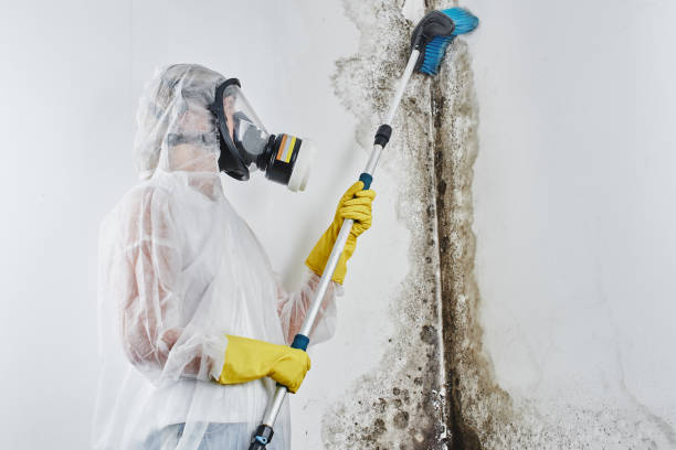 Best Bathroom Mold Remediation in Brownfields, LA