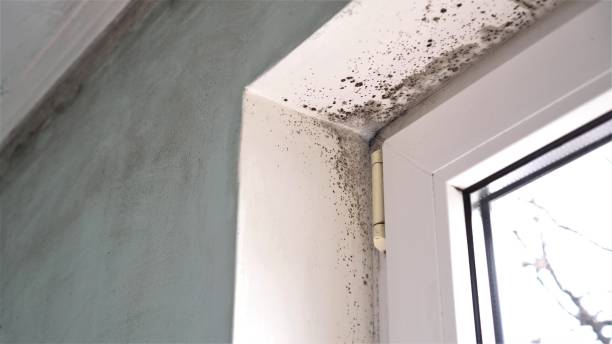 Best Mold Testing and Inspection Services in Brownfields, LA