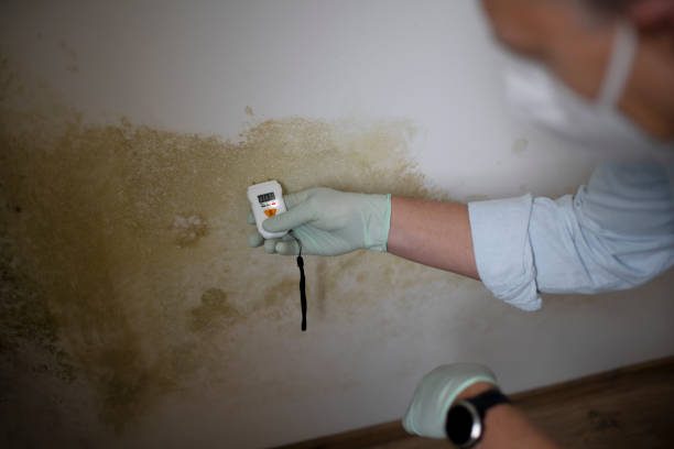 Best Mold Remediation for Specific Building Types in Brownfields, LA