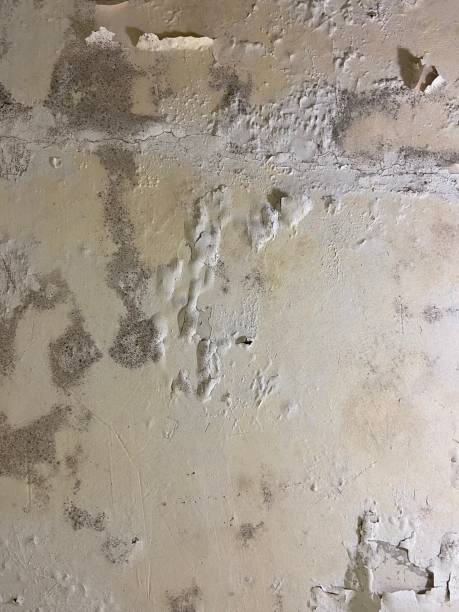 Brownfields, LA Mold Remediation Company